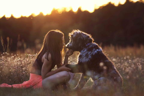 Hund gibt Pfote mit Mädchen, Brandenburg